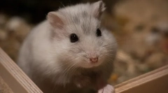 Că nu puteți mânca hamster, lista de produse